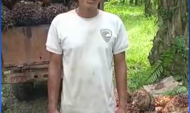 Larangan Ekspor CPO Dicabut, Petani Sawit Sumut: Terima Kasih Presiden Joko Widodo  SUMUT, PIJAR TAPANULI - Kebijakan Presiden