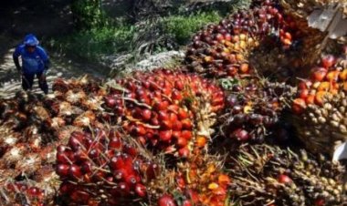 Hari Ini Eksport CPO Dibuka, Harga Minyak Goreng"Turun?"