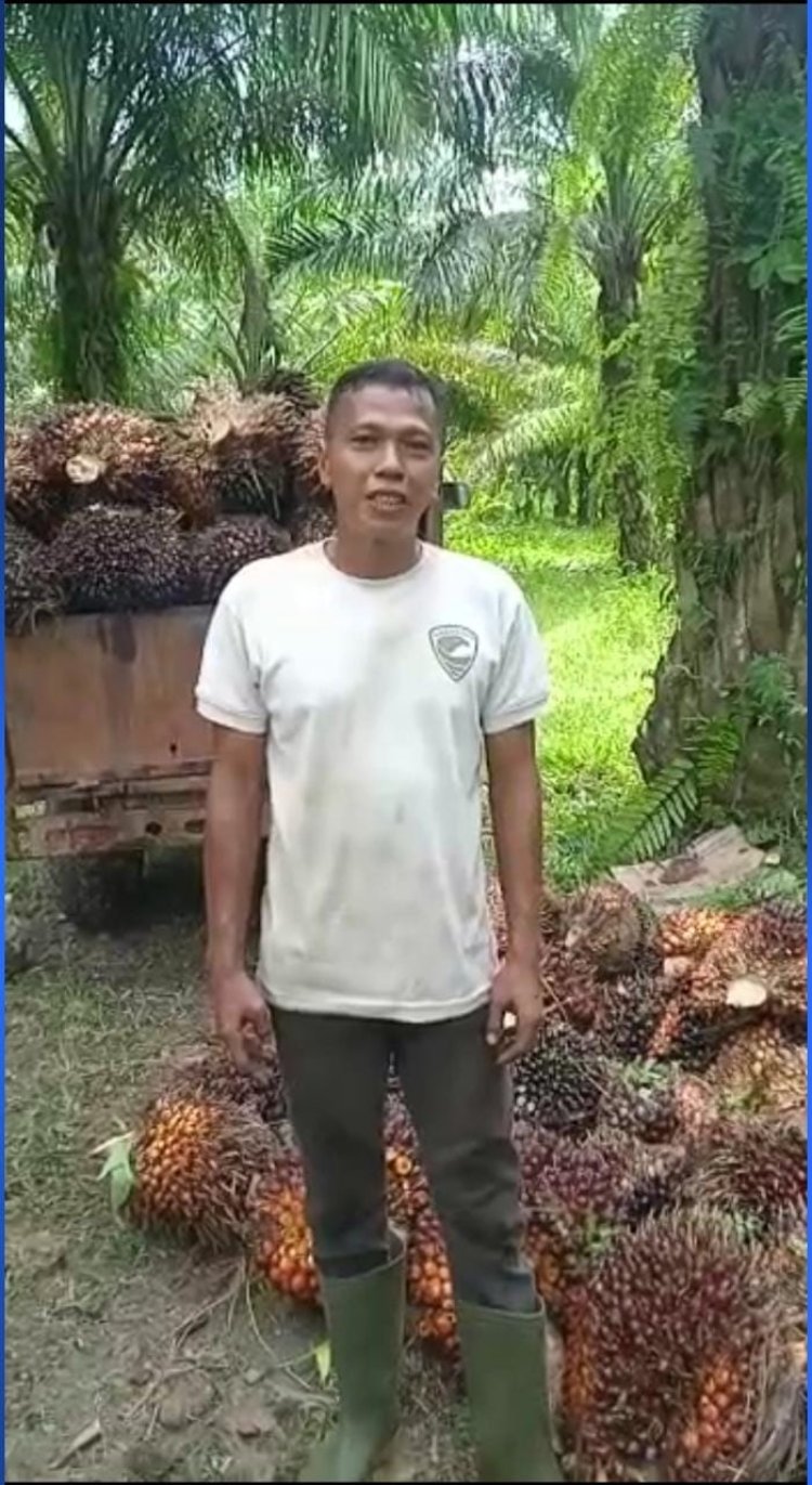 Larangan Ekspor CPO Dicabut, Petani Sawit Sumut: Terima Kasih Presiden Joko Widodo  SUMUT, PIJAR TAPANULI - Kebijakan Presiden