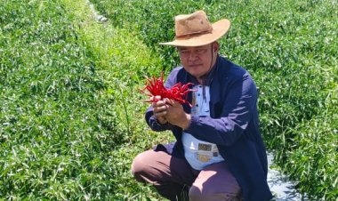 Kelompok Tani Cabai Akal Sehat Hakiki Gugat Gubsu Perbuatan Melanggar Hukum ke PN Medan